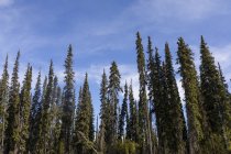 Foresta di abete rosso nero sulle rive del Beaver Creek, National Wild and Scenic Rivers System, White Mountains; Alaska, Stati Uniti d'America — Foto stock