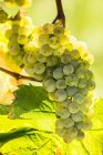 Close-up of cluster of white grapes hanging from vine and backlit by sunlight, Piesport, Germany — Stock Photo