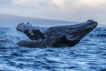 Majestätischer Buckelwal schwimmt im blauen Ozeanwasser — Stockfoto