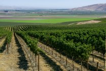 Grapevines (Vitis) on a hillside, Gonzales, California, United States of America — Stock Photo
