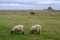 Ovelhas de rosto preto comendo grama em um campo, Holy Island, Northumberland, Inglaterra — Fotografia de Stock