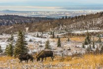 Vue panoramique du grand orignal taureau dans l'herbe à la forêt — Photo de stock
