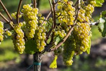 Grappoli di uva bianca appesi alla vite, a est di Cochem, Germania — Foto stock