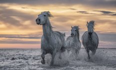 White horses of Camargue running out of the water, Camargue, France — Stock Photo