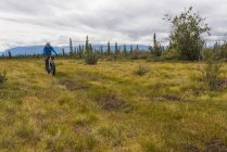 Man fat biking on a hunting trail in Wrangell - St. Elias National Park and Preserve on a cloudy summer day in South-central Alaska, United States of America — стокове фото