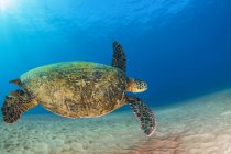 Tartaruga marina verde (Chelonia mydas) che nuota verso la barriera corallina dopo una pausa in superficie; Makena, Maui, Hawaii, Stati Uniti d'America — Foto stock