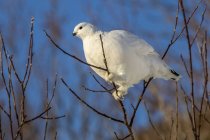 Willow Ptarmigan with white winter plumage perched in a tree — Stock Photo