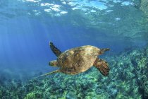Гавайская зеленая морская черепаха (Chelonia mydas), плавающая в чистой голубой воде; Макена, Мауи, Гавайи, Соединенные Штаты Америки — стоковое фото