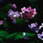 Vista ravvicinata di bellissimi fiori di ortensia in fiore — Foto stock