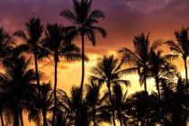 Ciel lumineux et coloré avec des palmiers silhouettes, Wailea, Maui, Hawaii, États-Unis d'Amérique — Photo de stock