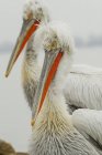 Dalmata Pelicans primo piano vista, sfondo sfocato — Foto stock