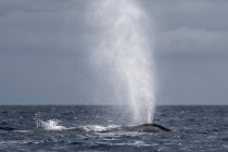 Humpback whale blowing water at ocean — Stock Photo