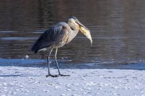 Great blue heron with a fish in beak — Stock Photo