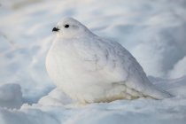 Salgueiro Ptarmigan de pé na neve com plumagem de inverno branco — Fotografia de Stock