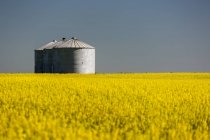Large metal grain bins in a row in a flowering canola field with blue sky; Beiseker, Alberta, Canada — Stock Photo