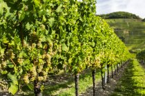 Крупный план кластеров белого винограда, свисающих с виноградника в ряд с виноградником на склоне холма вдалеке — стоковое фото