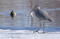 Great blue heron with a fish in mouth — Stock Photo