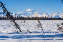 Гора Деналі (англ. Mount Denali), раніше відома як Маккінлі (англ. Mount Mckinley), видніється з снігового сліду Чулітна в ясний сонячний зимовий день у південно-центральній частині Аляски (США). — стокове фото
