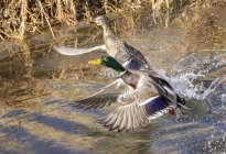 Male and female Mallards taking off from a pond — Stock Photo