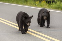 Black bear cubs walking on road beside forest — Stock Photo