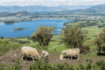 Moutons sur une pente verdoyante le long de Roys Peak Track avec le lac Wanaka en arrière-plan ; Île du Sud, Nouvelle-Zélande — Photo de stock