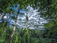 Guardando nel baldacchino di alberi nella lussureggiante foresta pluviale di Oahu; Oahu, Hawaii, Stati Uniti d'America — Foto stock