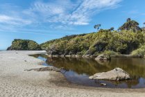 Feuillage vert sur les arbres et les plantes de la côte de la mer de Tasman, Ship Creek, côte ouest ; île du Sud, Nouvelle-Zélande — Photo de stock