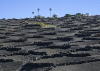 Tre palme sulla collina, sopra il riparo del vento protezione del muro di pietra per le viti sul paesaggio vulcanico, Lanzarote, Isole Canarie, Spagna — Foto stock