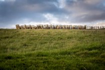 Gregge di pecore guardando la macchina fotografica, North Downs Way; Kent, Inghilterra — Foto stock