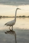 Grande Egret pairando em águas rasas ao pôr do sol — Fotografia de Stock