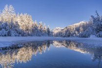 Pomeriggio invernale lungo la costa del fiume Mendenhall, Tongass National Forest; Juneau, Alaska, Stati Uniti d'America — Foto stock