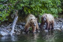 Grizzly ursos pesca ao longo da costa do rio Taku; Atlin, Colúmbia Britânica, Canadá — Fotografia de Stock
