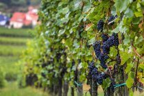 Uvas roxas em uma vinha de encosta em uma fileira com aldeia abaixo, Remich, Luxemburgo — Fotografia de Stock