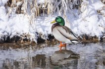 Male Mallard duck standing in shallow water beside the snowy shoreline — Stock Photo
