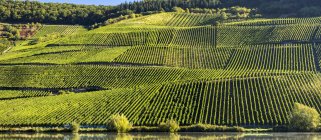 Coteau en pente recouvert de rangées de vignes contourant les pentes le long d'une rivière, Remich, Luxembourg — Photo de stock