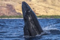 Величний Горбатий кит купання в блакитному океані води — стокове фото