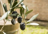 Nahaufnahme eines Zweiges mit vier reifen Oliven; maipu, mendoza, argentina — Stockfoto