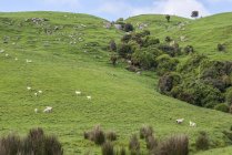 Ovelhas em um pasto verde ao longo da estrada Papatowai; South Island, Nova Zelândia — Fotografia de Stock