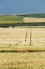 Золотое ячменное поле с катящимися зелеными и золотистыми полями на катящихся горлышках и голубым небом на заднем плане, к западу от Эйрдри, Альберта, Канада — стоковое фото