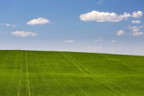 Campo de grãos verdes rolando com céu azul e nuvens, Norte de Calgary, Alberta, Canadá — Fotografia de Stock