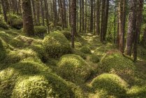 Vecchia foresta in crescita con abete rosso Sitka e cicuta, Tongass National Forest, Alaska sud-orientale; Alaska, Stati Uniti d'America — Foto stock