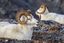 Овцы Далл Овцы отдыхают на траве в высокой стране в Денали Национальный парк и заповедник в интерьер Аляски осенью, Аляска, Соединенные Штаты Америки — стоковое фото