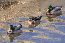 Two male Mallard Ducks and a male Wood Duck at wild life — Stock Photo