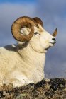 Dall Sheep ram in Denali National Park and Preserve in Interior Alaska in autumn; Alaska, United States of America — Stock Photo