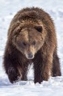 Большой бурый медведь (Ursus arctos) идет к камере в снегу, пленник Центра охраны дикой природы Аляски, Юго-Центральная Аляска; Аляска, Соединенные Штаты Америки — стоковое фото