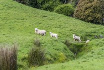 Ovejas curiosas en un pasto verde a lo largo de la autopista Papatowai; Isla Sur, Nueva Zelanda — Stock Photo