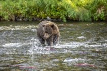 A Brown bear fishing during the summer salmon runs in the Russian River near Cooper Landing, South-central Alaska; Alaska, United States of America — Stock Photo