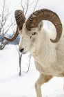 Dall sheep ram roams and feeds in the Windy Point during the snowy winter, Alaska, United States of America — Stock Photo