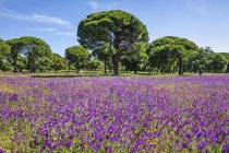 Lila Blumen wachsen auf einem Feld mit Bäumen und blauem Himmel im Hintergrund, Spanien — Stockfoto