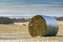Заснеженные тюки сена на соломенном поле с заснеженными горами и предгорьями на заднем плане с облаками и голубым небом, к западу от Калгари, Альберта, Канада — стоковое фото